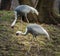 Endangered White-naped Cranes