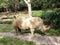 Endangered White Rhino on display at an open air zoo