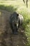 Endangered White Rhino in the middle of the road of Lewa Wildlife Conservancy, North Kenya, Africa