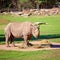An Endangered White Rhinoceros Eating