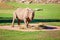 An Endangered White Rhinoceros Eating