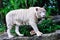 Endangered white tiger