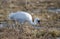 Endangered whooping crane