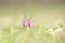 Endangered wild Chess Flower on a Meadow