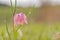 Endangered wild Chess Flower on a Meadow. Lovely Chequered Snakes Head Lily on a spring evening. Macro with shallow depth of field