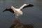 Endangered Wood Stork