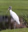 Endangered Wood Stork