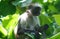  endangered young red colobus monkey Piliocolobus, Procolobus kirkii eating a leaf in the trees