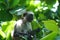  endangered young red colobus monkey Piliocolobus, Procolobus kirkii eating a leaf in the trees