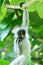 Endangered young red colobus monkey Piliocolobus, Procolobus kirkii hanging on a branch eating a leaf in the trees