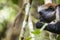 Endangered Zanzibar red colobus monkey (Procolobus kirkii), Jozani forest, Zanzibar