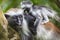 Endangered Zanzibar red colobus monkey (Procolobus kirkii), Jozani forest, Zanzibar