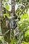 Endangered Zanzibar red colobus monkey (Procolobus kirkii), Jozani forest, Zanzibar