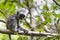 Endangered Zanzibar red colobus monkey (Procolobus kirkii), Jozani forest, Zanzibar