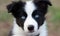 Endearing border collie puppy melts hearts with its stunning blue-eyed charm Creating using generative AI tools