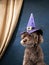 An endearing brown poodle dog dressed for a magical themed party