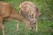 Endearing Communication between Doe and Fawn