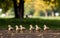 The Endearing Journey of Mother Duck and Ducklings in Nature\\\'s Classroom