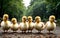 The Endearing Journey of Mother Duck and Ducklings in Nature\\\'s Classroom