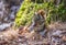 Endearing, springtime Red squirrel, close up, Sitting up at the base of a Northern Ontario pine tree and eating the seeds from a