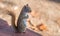 Endearing, springtime Red squirrel, close up, sitting up on a deck, paws tucked to chest.