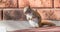 Endearing, springtime Red squirrel, close up, sitting up on a deck, paws tucked to chest.