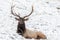 Endearing wapiti deer in a snowy field