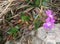 Endemic alpine plant (Primula glaucescens Moretti)