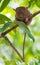 Endemic animal Tarsier sleeping in a tree at Bohol