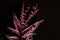 Endemic Australian plant Chamelaucium uncinatum.