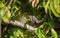 The Endemic Bird, Rufous-bellied Chachalaca Ortalis wagleri in Dense Vegetation in Mexico