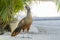 The Endemic Bird, Rufous-bellied Chachalaca Ortalis wagleri in Mexico