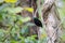Endemic bird velvet asity Madagascar