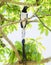 An Endemic Black-throated Magpie-Jay Calocitta colliei Sits High in a Tree in Mexico