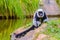 Endemic Black-and-white ruffed lemur (Varecia variegata subcincta) at the open zoo