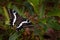 Endemic butterfly from Madagascar, Papilio delalandei, sitting on the green leave in the nature habita. Butterfly from Andasibe