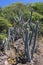 Endemic Caribbean cactus and plants