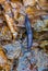 Endemic Carpathian blue slug (Bielzia coerulans)