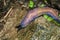 Endemic Carpathian blue slug (Bielzia coerulans)