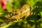 Endemic Chameleon in Madagascar chilling on a branch