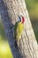 Endemic Cuban green woodpecker, Xiphidiopicus percussus