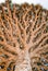 Endemic Dragon tree of Socotra Island