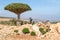Endemic Dragon tree of Socotra Island