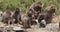 Endemic Gelada baboon in Simien mountain, Ethiopia wildlife