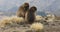 Endemic Gelada baboon in Simien mountain, Ethiopia wildlife