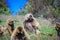 Endemic Gelada Baboons eating green grass in the Simien Mountains