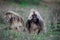 Endemic Gelada Baboons eating green grass in the Simien Mountains