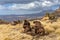 Endemic Gelada in Simien mountain, Etiopia