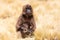 Endemic Gelada, Theropithecus gelada, in Simien mountain, Ethiopia wildlife