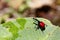 Endemic Giraffe weevil (Trachelophorus giraffa) on a green leaf.